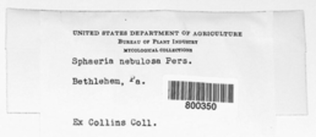 Phomatodes nebulosa image